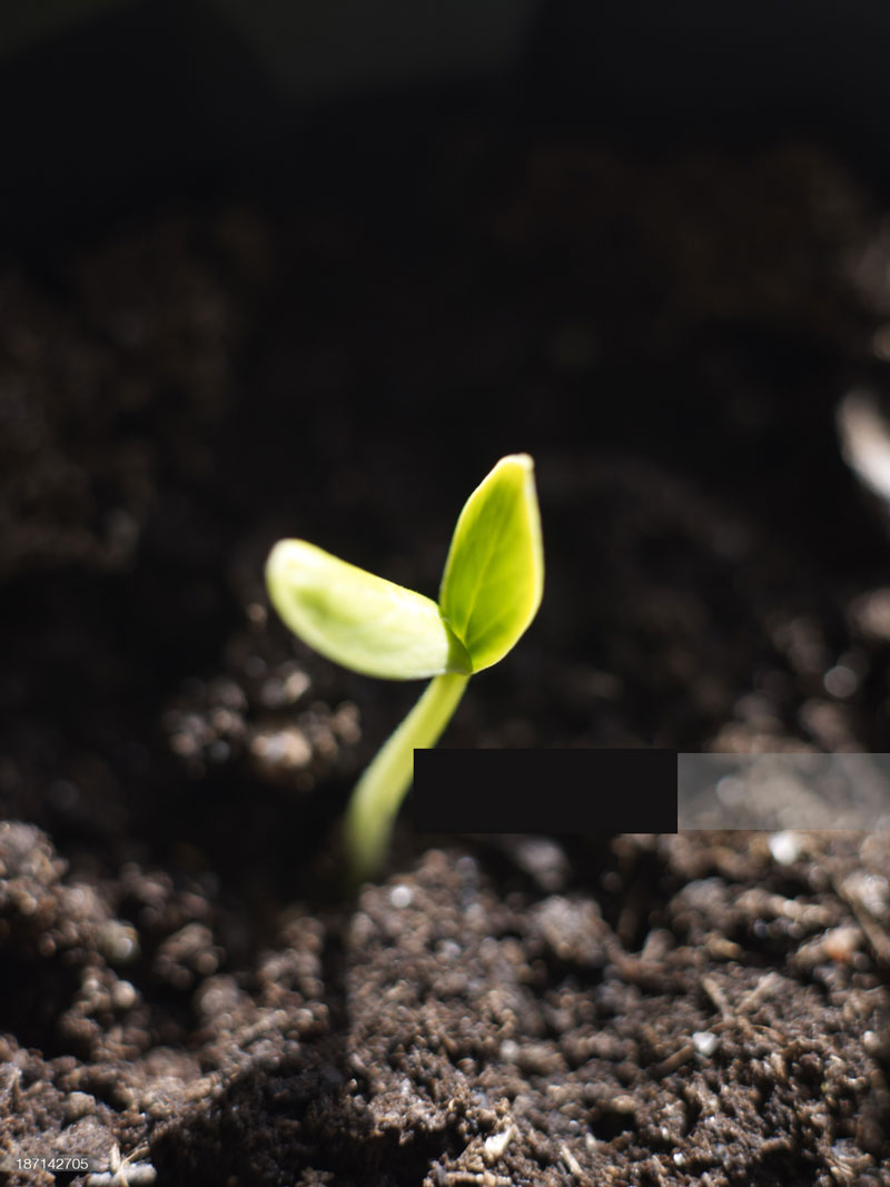 seeds seeds