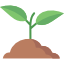 sprout